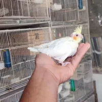 عروس هلندی سرلاکی کفتر کبوتر پرنده