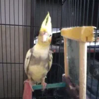 جوجه عروس دون خور