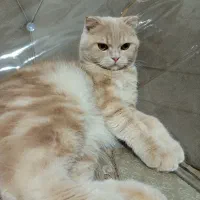 گربه
