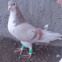 ساده هفت رنگ|پرنده|جوین, |دیوار