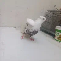 کبوتر دمبی|پرنده|شهریار, فرارت|دیوار