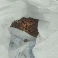 باقله  خوب سالم