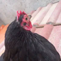 مرغ خروس برهما و کوشین|حیوانات مزرعه|رشت, خرسندی|دیوار