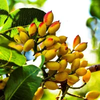 پسته-ثمری-اب-شیرین