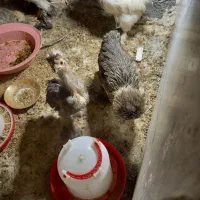 مرغ خروس سلطان حدود ۲ماه نیم اصیل|حیوانات مزرعه|قم, چهار مردان|دیوار