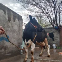 گاو و گوساله
