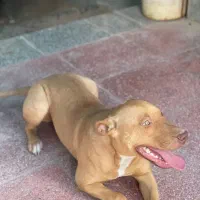 پیتبول فروشی