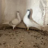 کبوتررنگی|پرنده|اقبالیه, |دیوار