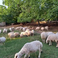 گوسفند دهبکری