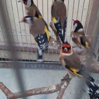 چند عددسهره درجه یک درجه یک|پرنده|همدان, |دیوار