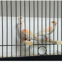 قناری لیزارد ،گلاستر ،یلو و موزاییکی|پرنده|کرج, فاز ۲ مهرشهر|دیوار