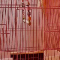 طوطی عروس باقفس|پرنده|رشت, سعدی (تختی)|دیوار