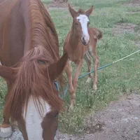 کره ۹ ماه|اسب و تجهیزات اسبسواری|بم, |دیوار