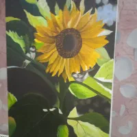 تابلو نقاشی گل آفتابگردان