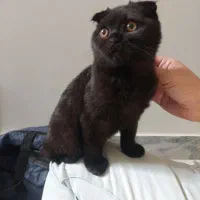 گربه اسکاتیش|گربه|کرمانشاه, |دیوار