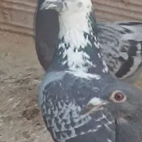 کبوتر مسابقه