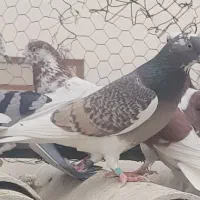 یه سوسکی خرمایی گم کردم عکس نمایشی میباشد