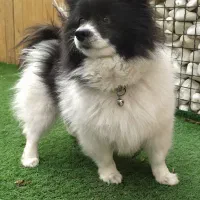 پامرین.ماده پاندایی