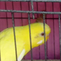 مرغ عشق|پرنده|اهواز, کمپلو جنوبی|دیوار