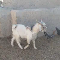 گوسفند فروشی جوان سالم