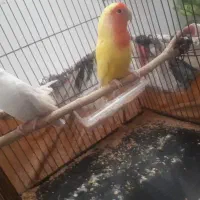فروش یک جفت کوتوله