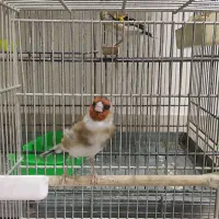 سهره با چند دهن زیبا