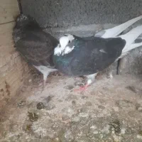 یک عدد ماده باجوجه