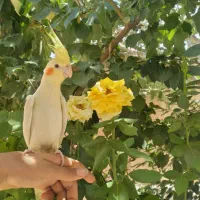 عروس هلندی سخنگو