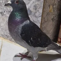 کبوتر پلاکی عراق ۲۰۲۵