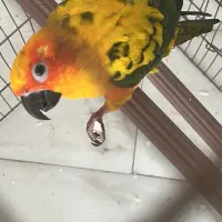 مژدگانی۱۰ میلیون