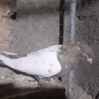 کبوترهمه چی تمام سرکله دار|پرنده|بسطام, |دیوار