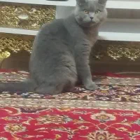 گربه اسکاتیش بلو اسکاتیش