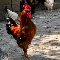مرغ و خروس محلی