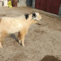 فروش پازن درجه یک|حیوانات مزرعه|خورموج, |دیوار