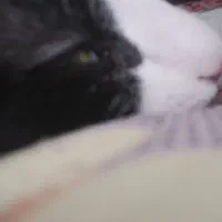 گربه خانگی|گربه|شاهینشهر, گزبرخوار|دیوار