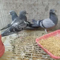 جوجه پلاکی|پرنده|اهواز, کیانشهر|دیوار