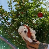 پامر کوچلو جیبی فقط 2.200.000|سگ|فردیس, قریشی|دیوار