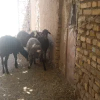 بره