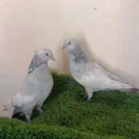 کفتر بهبونی سینه آبی
