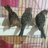 قناری جوجه نگرو نر وماده