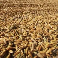 شلتوک (چلتوک) لنجان