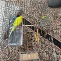 دو تا مرغ عشق|پرنده|سقز, |دیوار