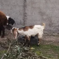 بره نر|حیوانات مزرعه|مزرعه کتول, |دیوار