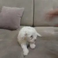 شیتزو ۴۰روره