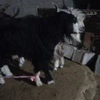 سابرین یک خط