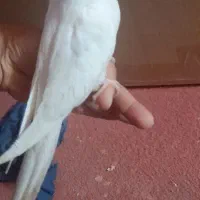 جوجه عروس هلندی البینو