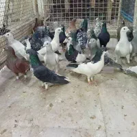 کبوتر|پرنده|شیراز, نصر|دیوار