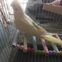 عروس هلندی جوجه سرحال
