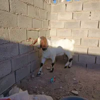 باسلام دوبز ویک نربز