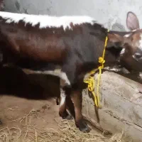 گوساله